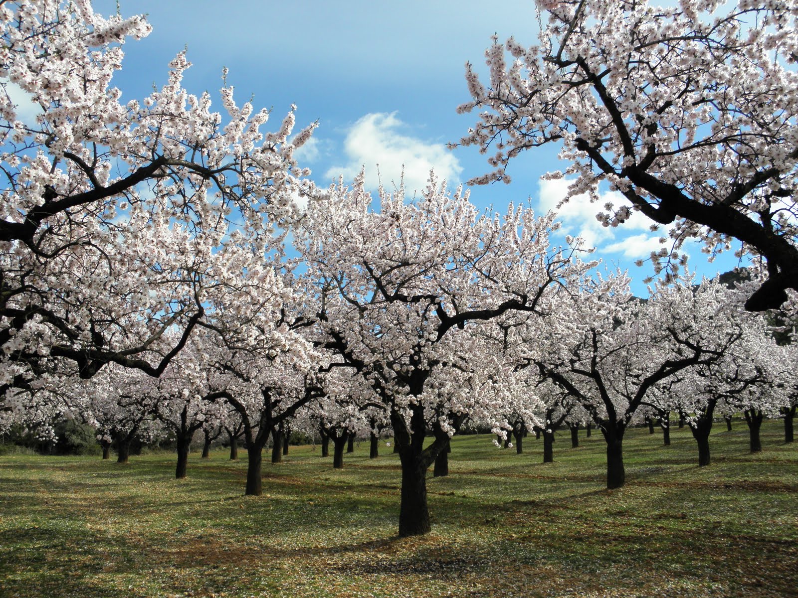 Almendros-en-flor-2-sabores-con-arte-jpg – REAJ