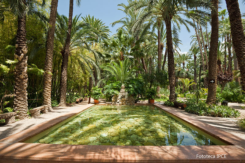 palmeral_de_elche
